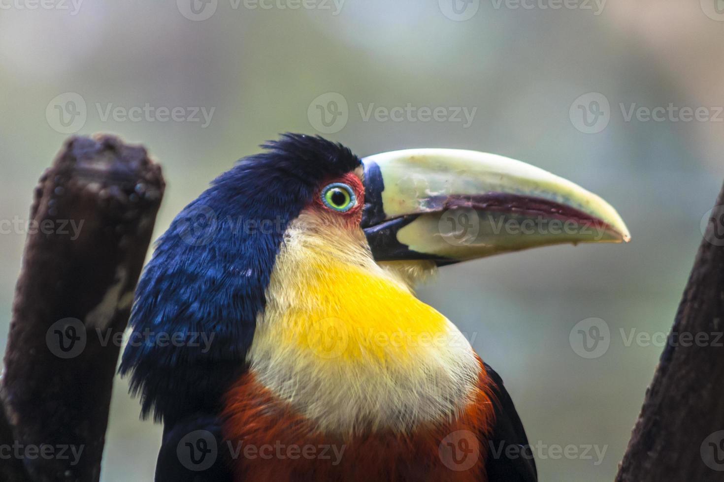 tucano ramphastos dicolorus nella foresta pluviale tropicale n brasile foto