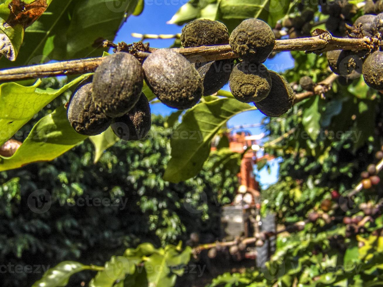 Mietitrice autunnale di ciliegie di caffè in una piantagione di caffè a luis eduardo magalhaes, da ovest a bahia, brasile foto