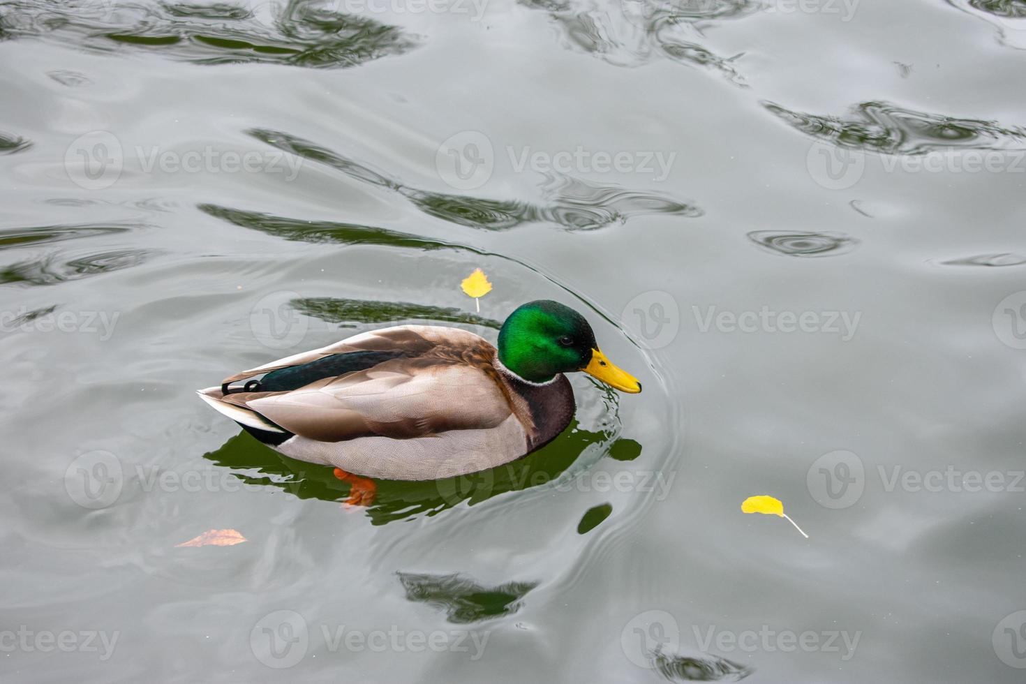 anas platyrhynchos - anatra che nuota nello stagno d'acqua foto