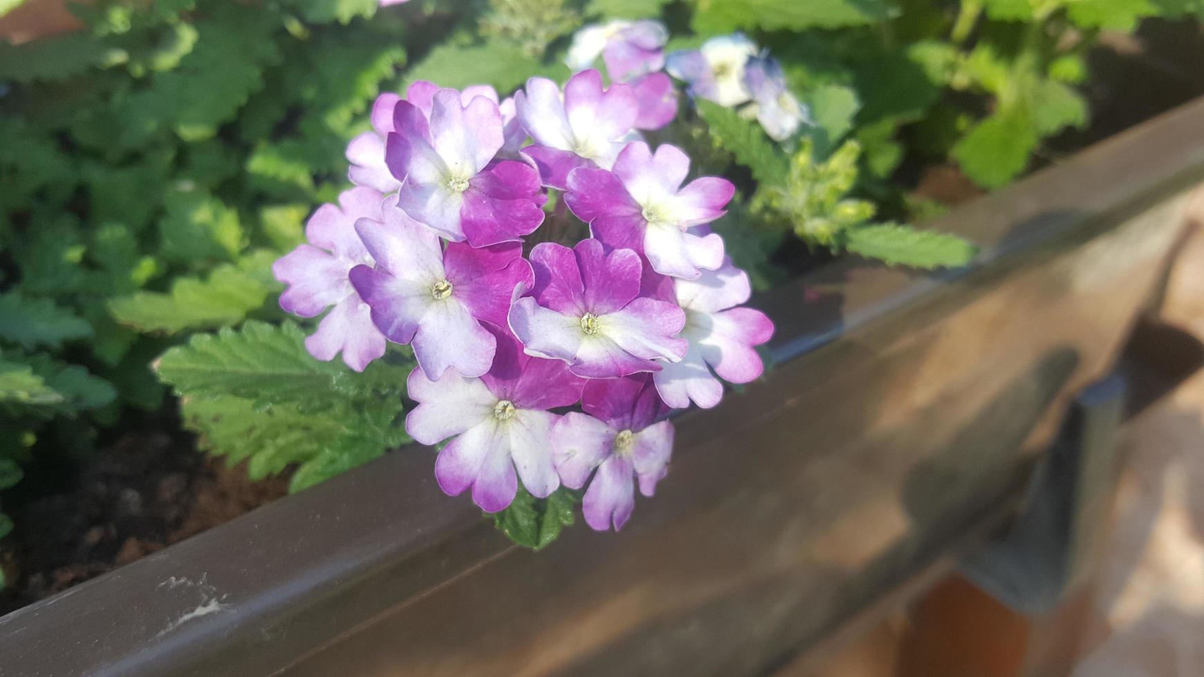 fiorellino viola in giardino foto