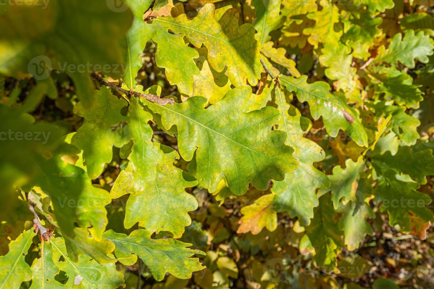 foglie di quercia all'inizio dell'autunno foto