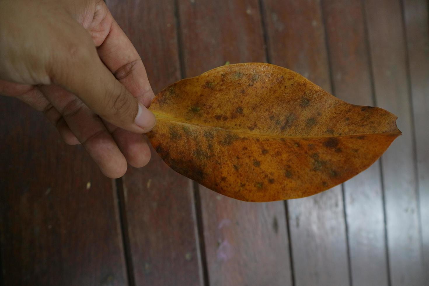 mani che tengono foglie di mangrovie gialle foto