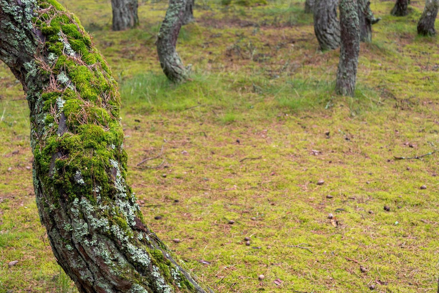 muschio sul tronco d'albero, un vecchio albero con muschio. foto