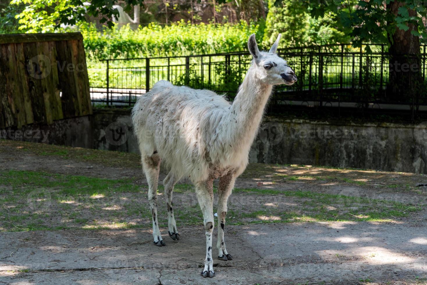 un lama nello zoo della città di Kaliningrad. foto