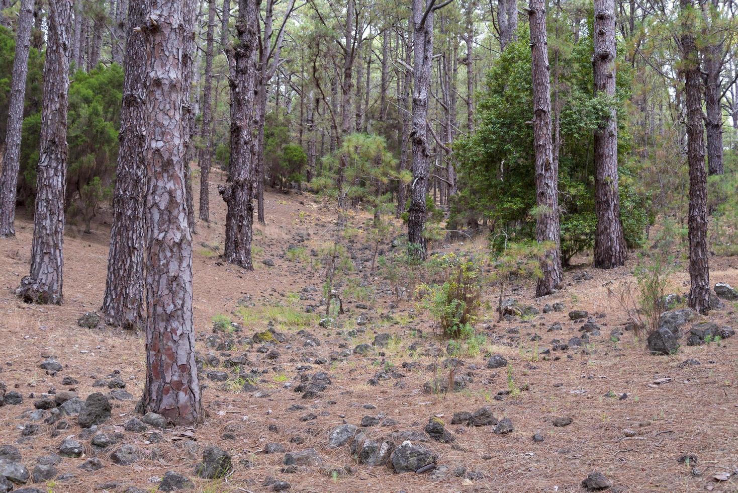 fitta e bellissima foresta sull'isola di tenerife. foto