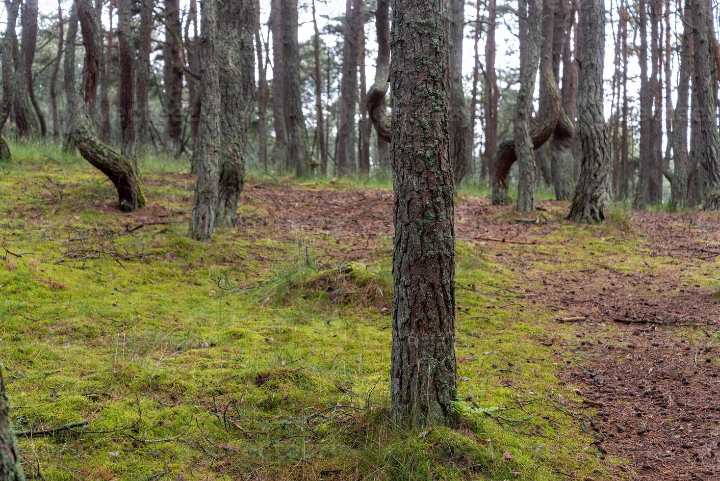 l'immagine di una foresta danzante allo spiedo dei curoni nella regione di Kaliningrad in Russia. foto