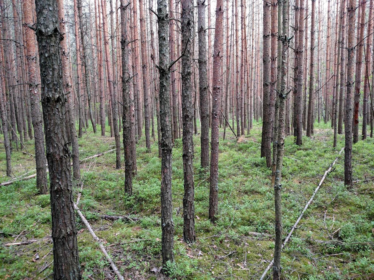 sfondo scuro della foresta. alberi della foresta ucraina. foto