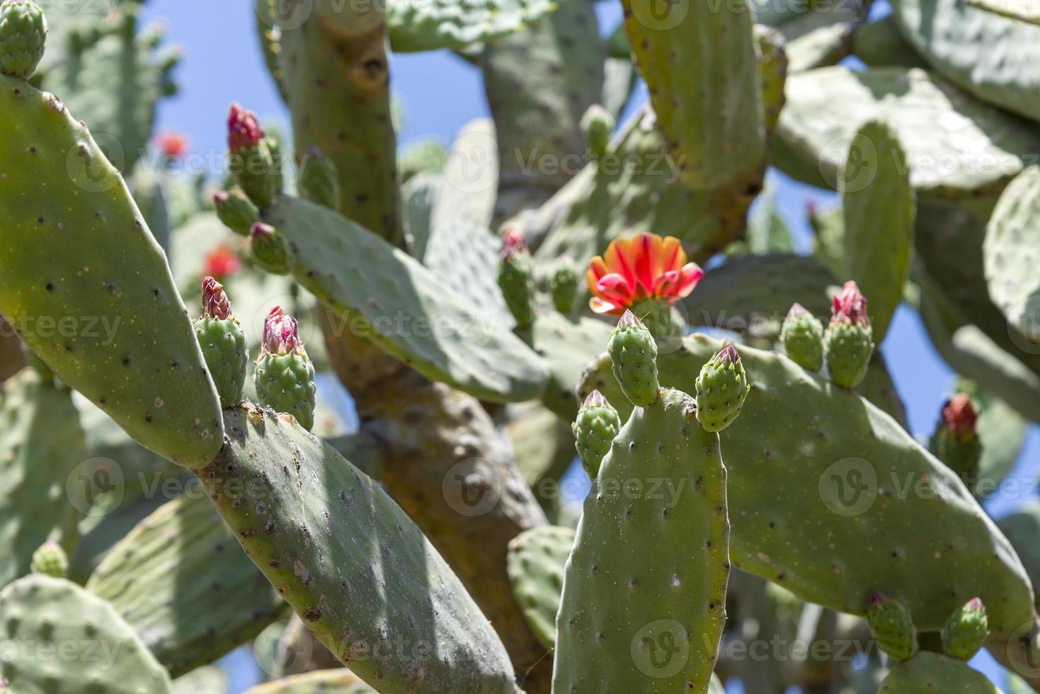 cactus che cresce nelle montagne dell'isola di tenerife. foto