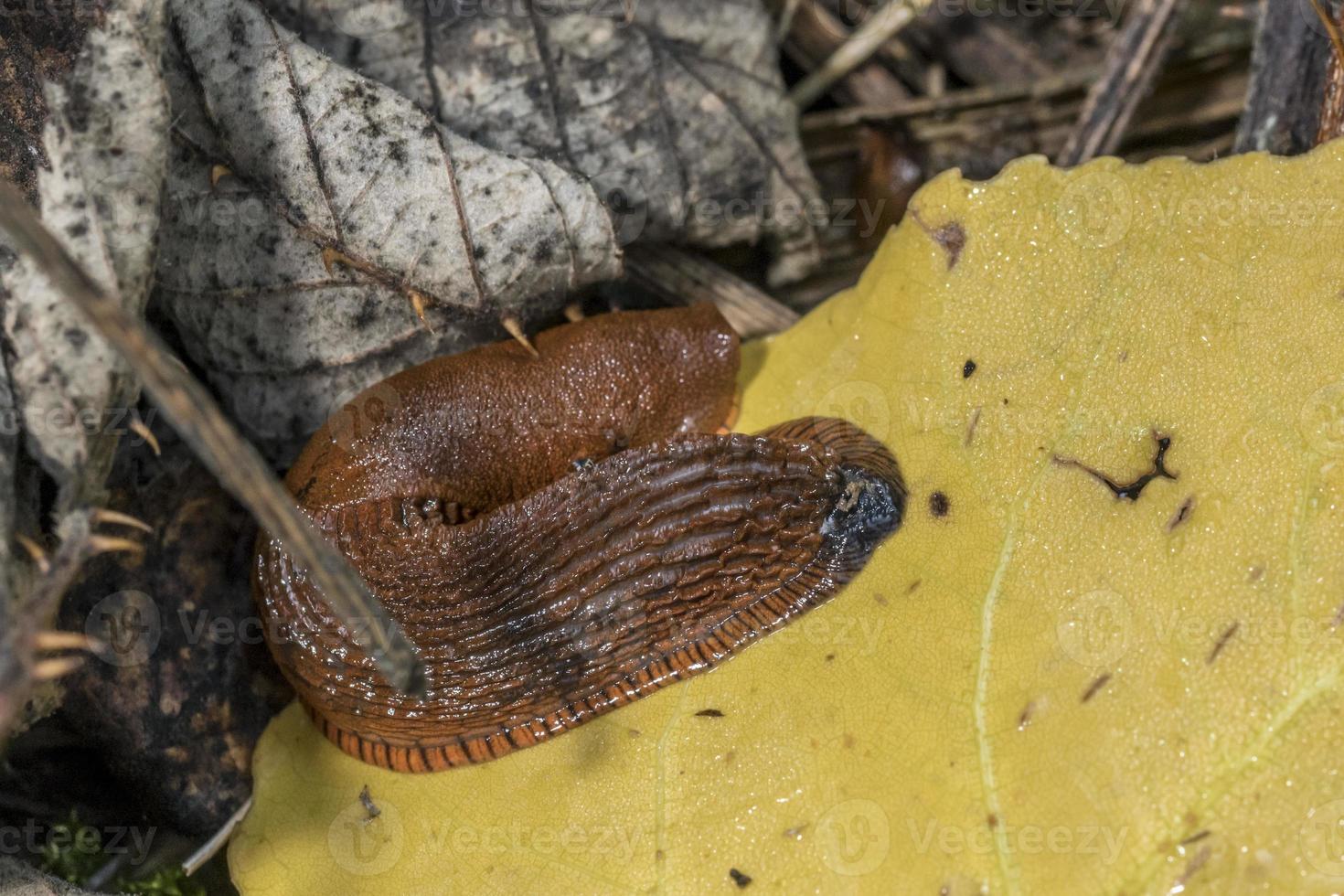 lumaca rossa, arion rufus, striscia su erba secca e fogliame foto