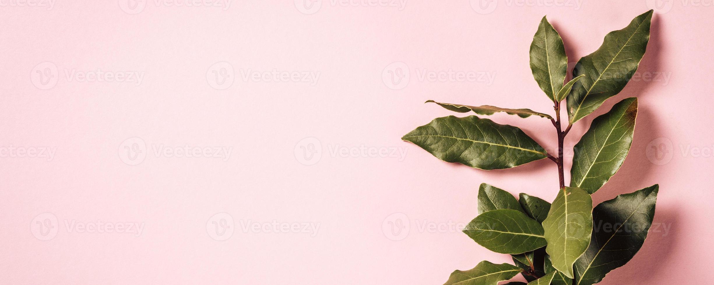 ramo di alloro su sfondo rosa foto