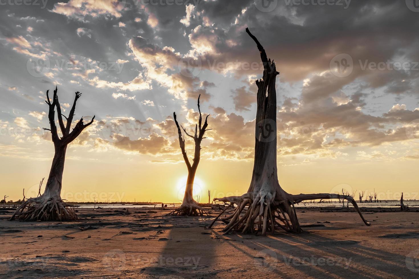 paesaggio drammatico di alberi secchi retroilluminati al tramonto. foto