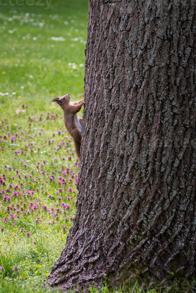 curioso scoiattolo rosso che si arrampica su un grande tronco d'albero nel parco. foto