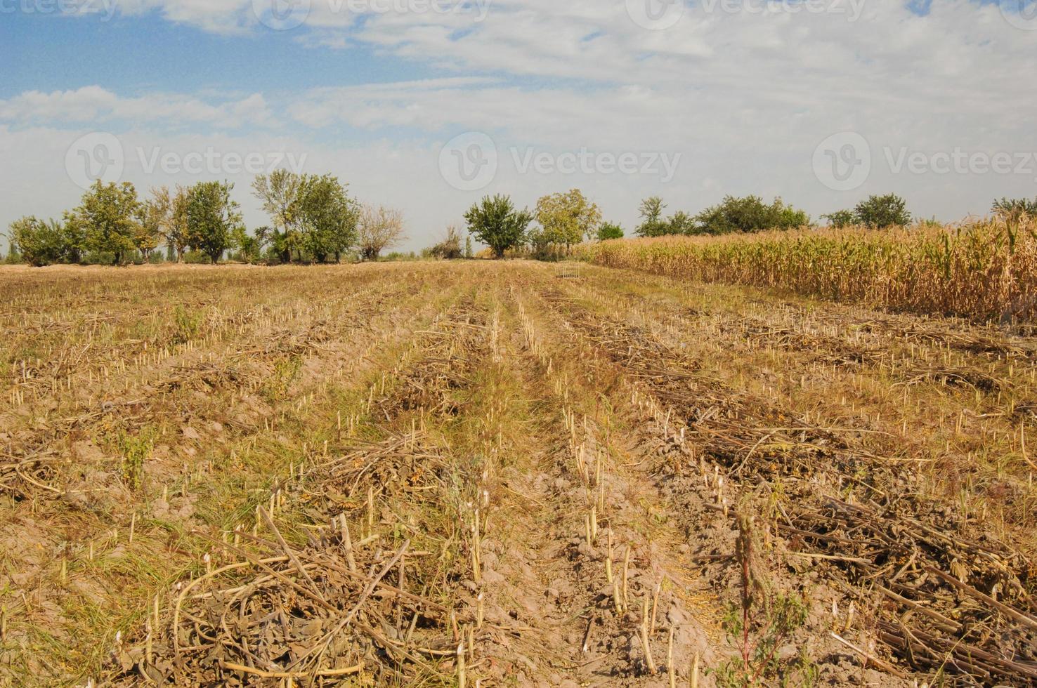 campo di mais con il raccolto contro il cielo blu. la raccolta del campo di mais foto