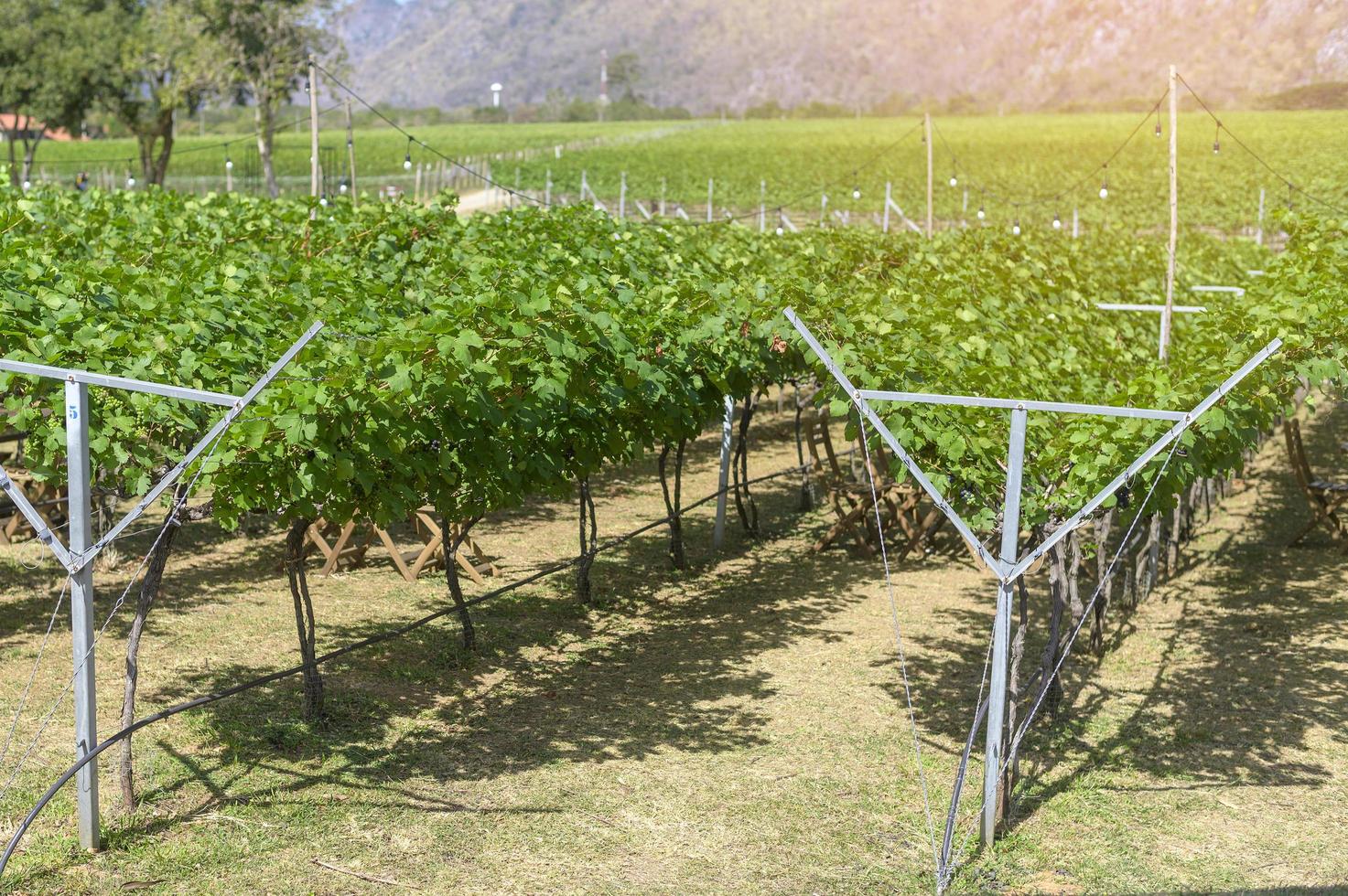 uva in vigna per fare il vino foto