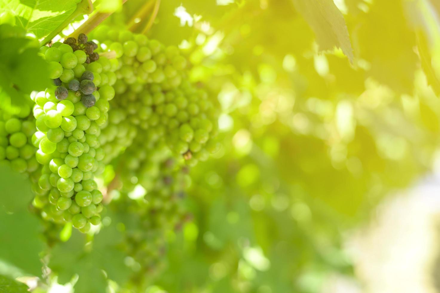 uva in vigna per fare il vino foto