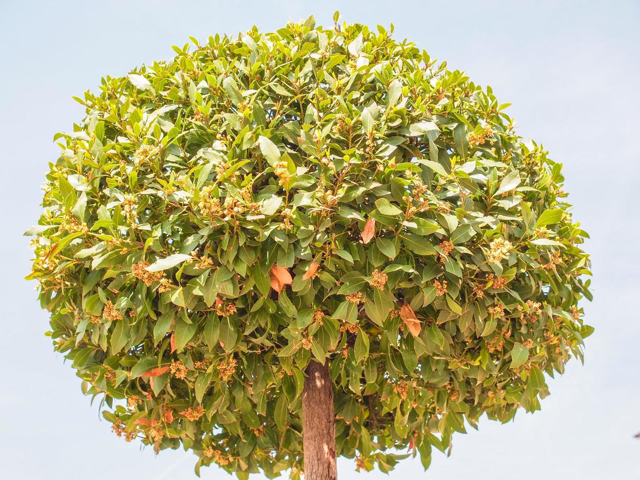 albero di alloro nel cielo blu foto