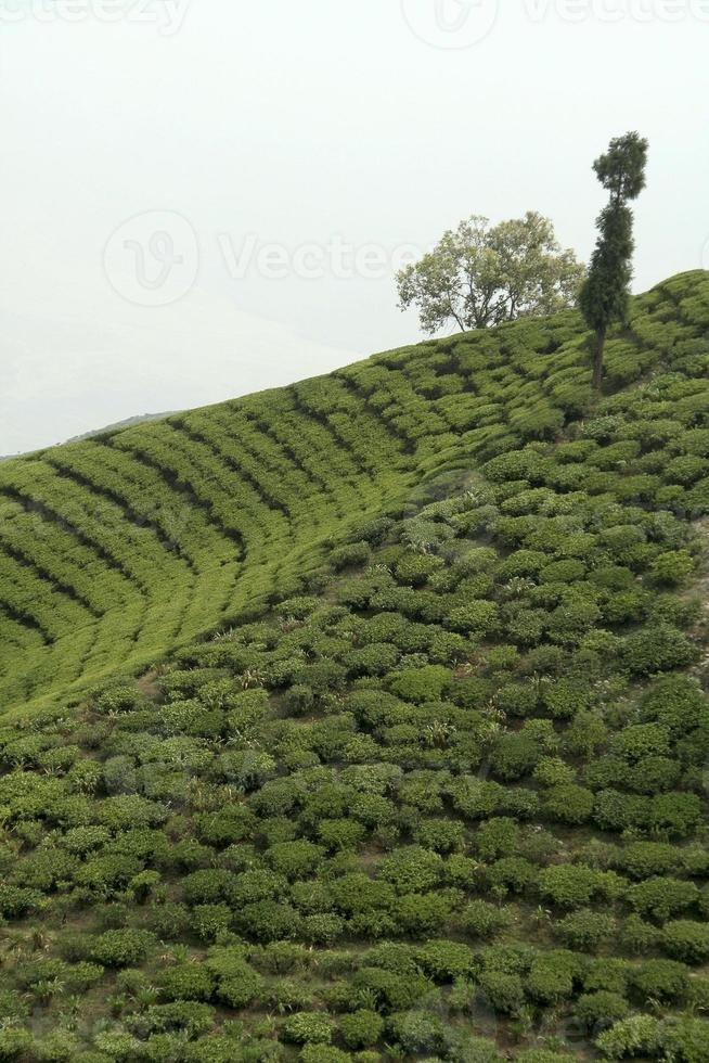 alberi sul giardino del tè foto