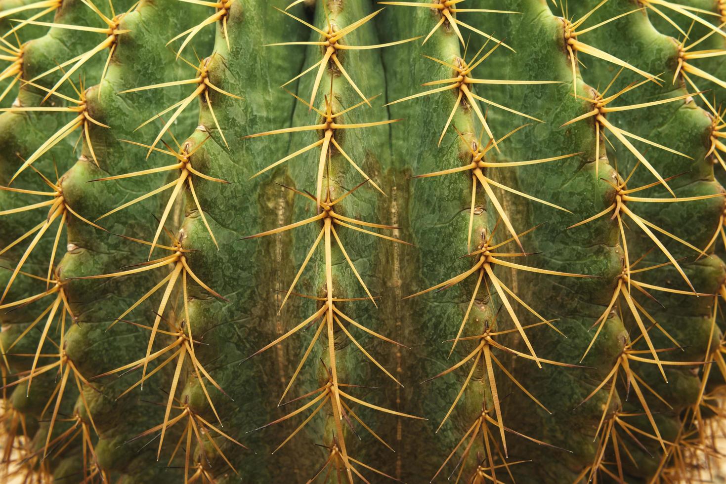 primo piano verde piccola spina di cactus affilata struttura foto