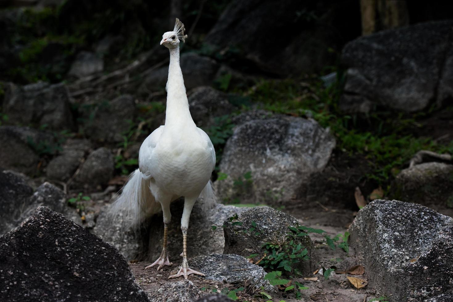 testa di pavone bianca su sfondo di roccia grigia allo zoo thailandia foto