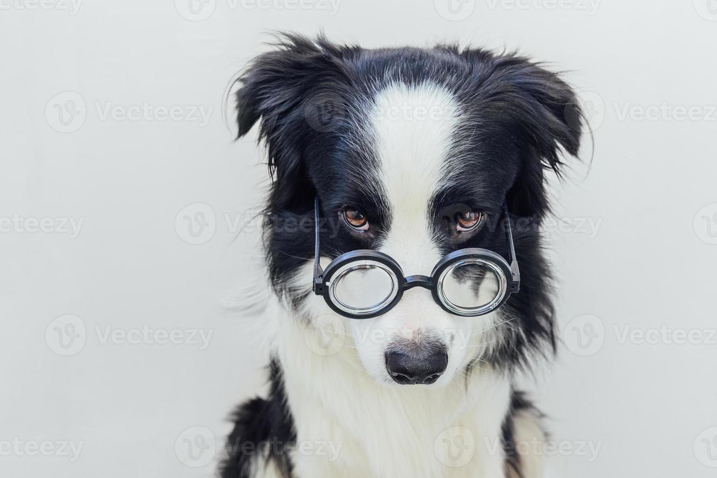 divertente ritratto di cucciolo di cane border collie in occhiali comici isolati su sfondo bianco. cagnolino che guarda con gli occhiali come uno studente professore dottore. di nuovo a scuola. fantastico stile nerd. animali divertenti. foto