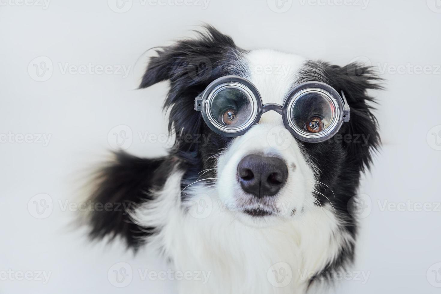 divertente ritratto di cucciolo di cane border collie in occhiali comici isolati su sfondo bianco. cagnolino che guarda con gli occhiali come uno studente professore dottore. di nuovo a scuola. fantastico stile nerd. animali divertenti. foto