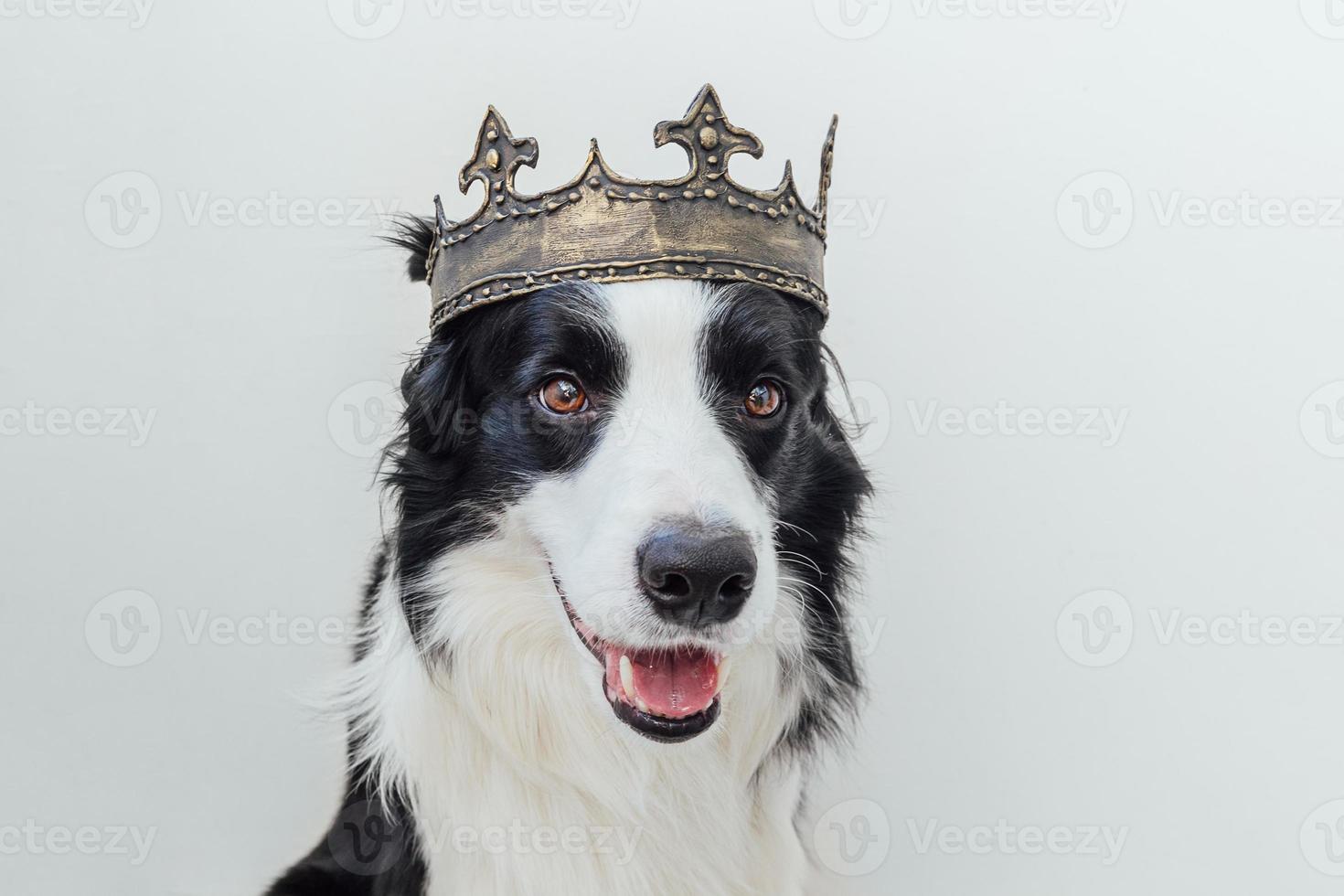 simpatico cucciolo di cane con faccia buffa border collie che indossa la corona del re isolata su sfondo bianco. ritratto di cane divertente in costume reale a carnevale o halloween. mago o principe del signore dei cani, tema del potere del cane. foto