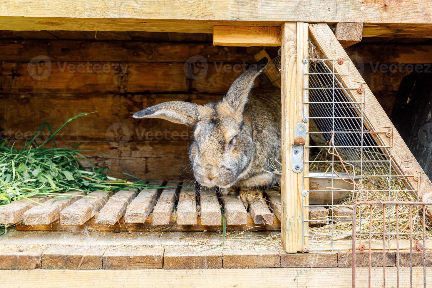 piccolo coniglio marrone di alimentazione che mastica erba in conigliera su fattoria di animali, sfondo ranch fienile. coniglietto in gabbia in una fattoria ecologica naturale. bestiame moderno e concetto di agricoltura ecologica. foto