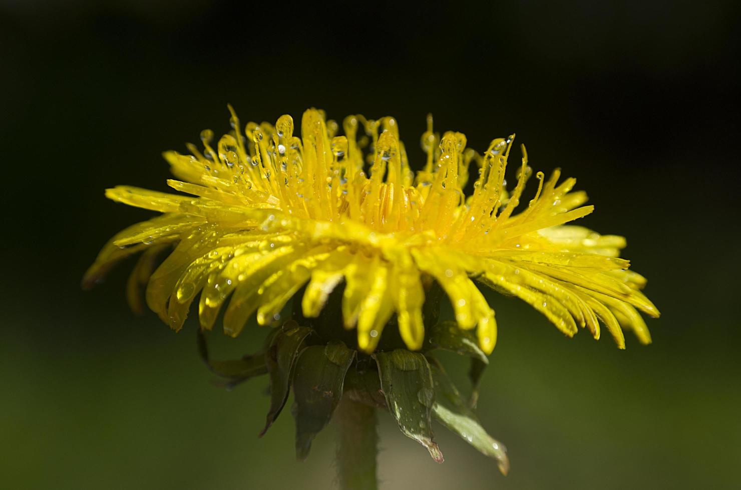 dettaglio fiore di tarassaco bagnato foto