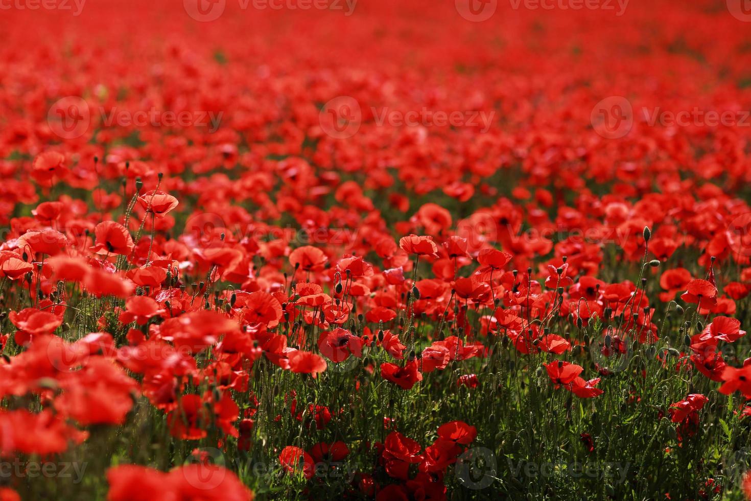 scena pittoresca. chiudere il papavero fresco e rosso dei fiori sul campo verde, alla luce del sole. maestoso paesaggio rurale. foto