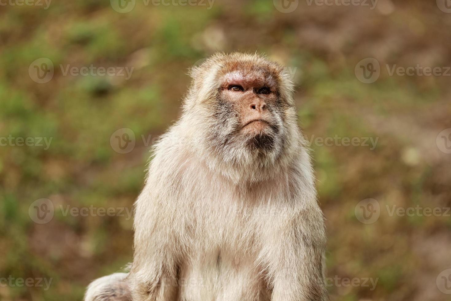 ritratto di una scimmia nel parco. famiglia di scimmie selvatiche nella foresta delle scimmie sacra. le scimmie vivono in un ambiente naturale foto