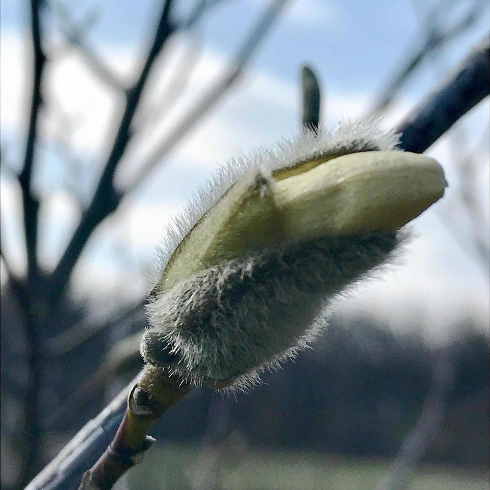 bellissimo albero vivente con molte foglie sui rami sporgono dalla pianta di legno foto