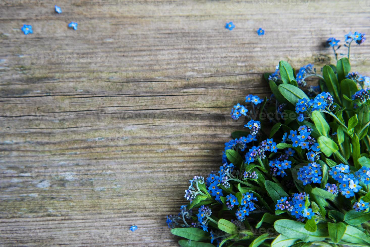 bordo dei fiori di nontiscordardime foto