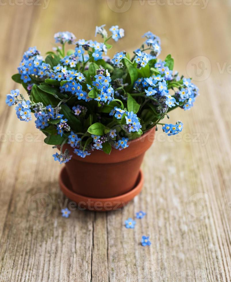 fiori del nontiscordardime in un piccolo vaso di fiori foto