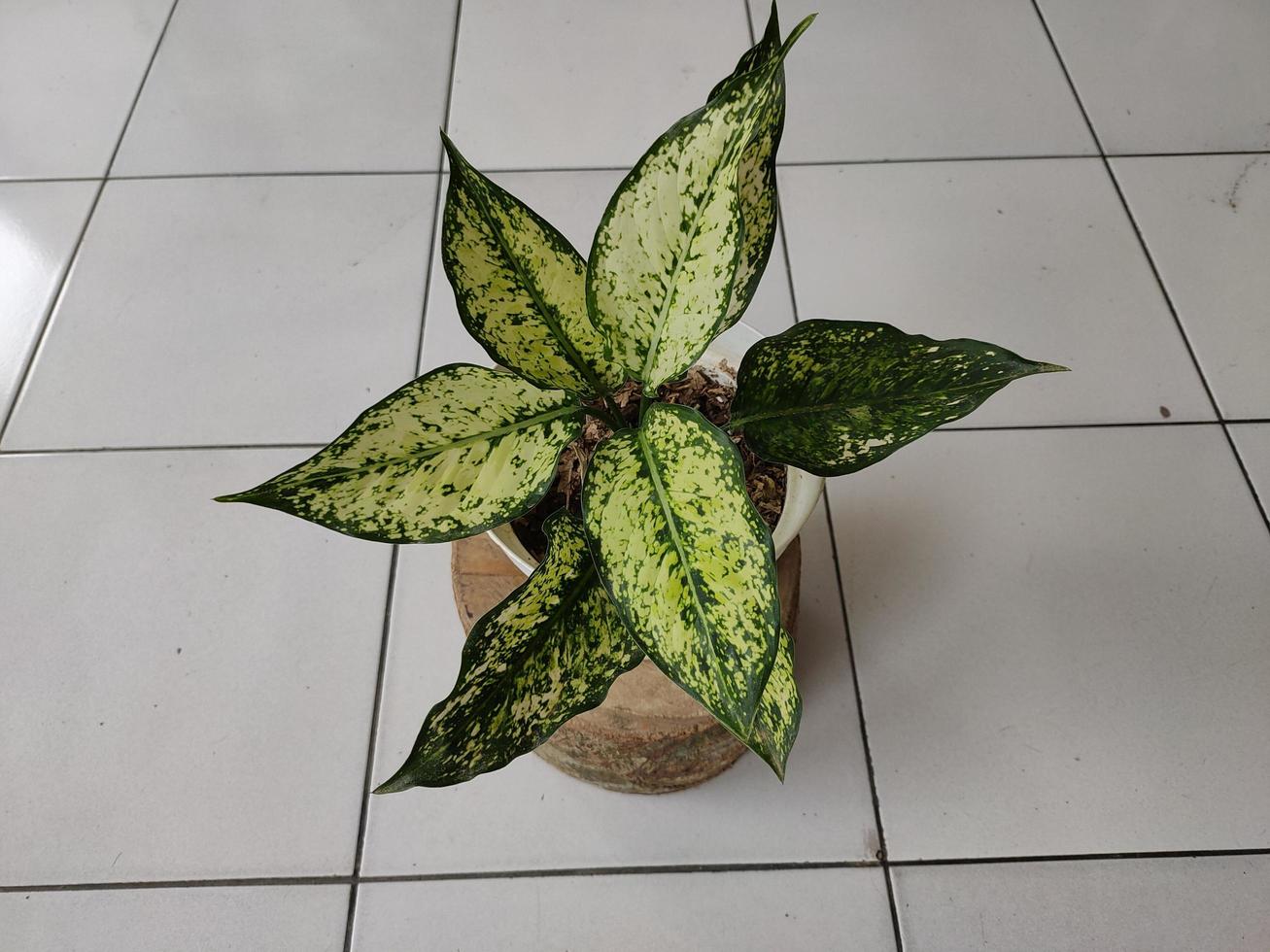 bellissimo aglaonema nel vaso bianco foto