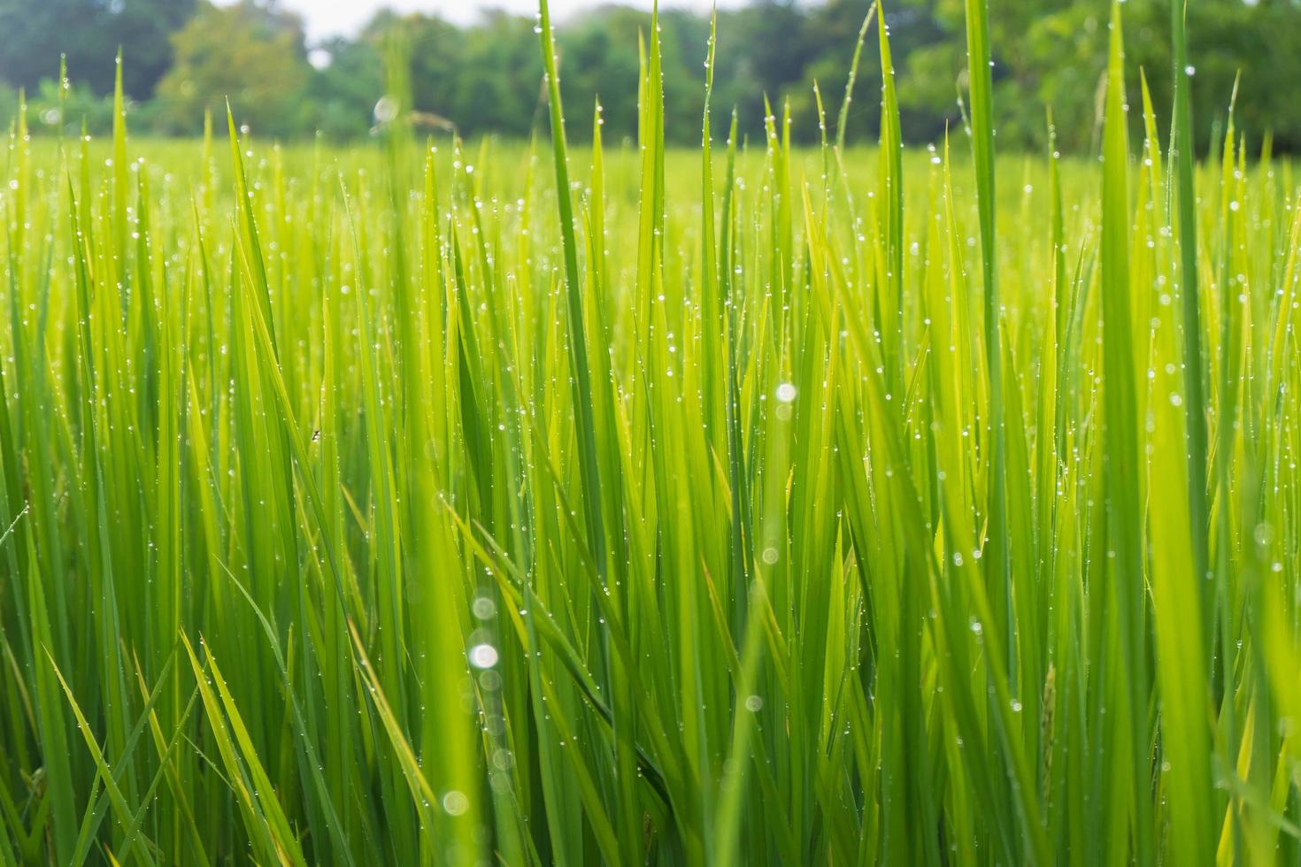 sfondo verde della pianta di riso con gocce d'acqua foto