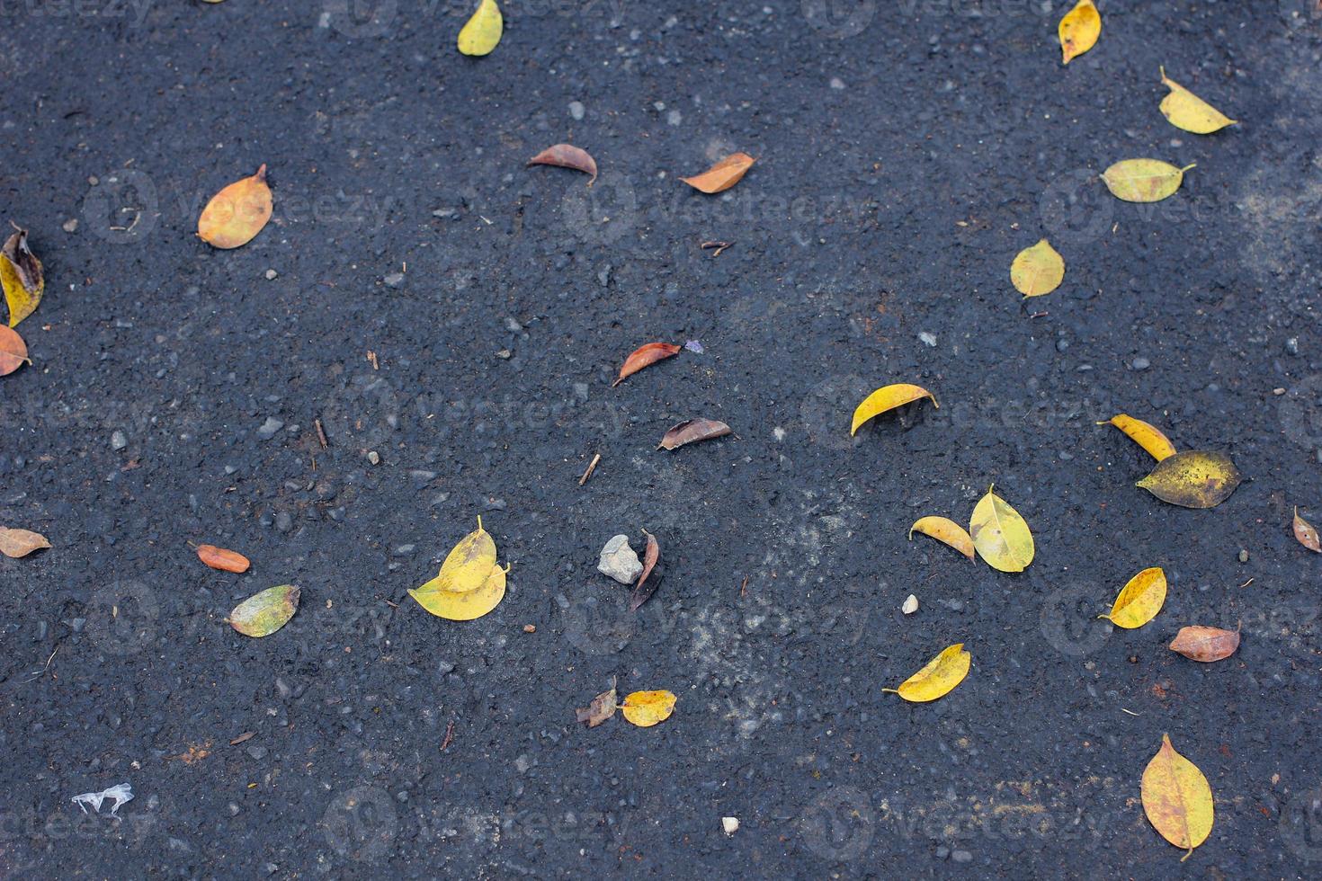 le foglie cadono per terra foto