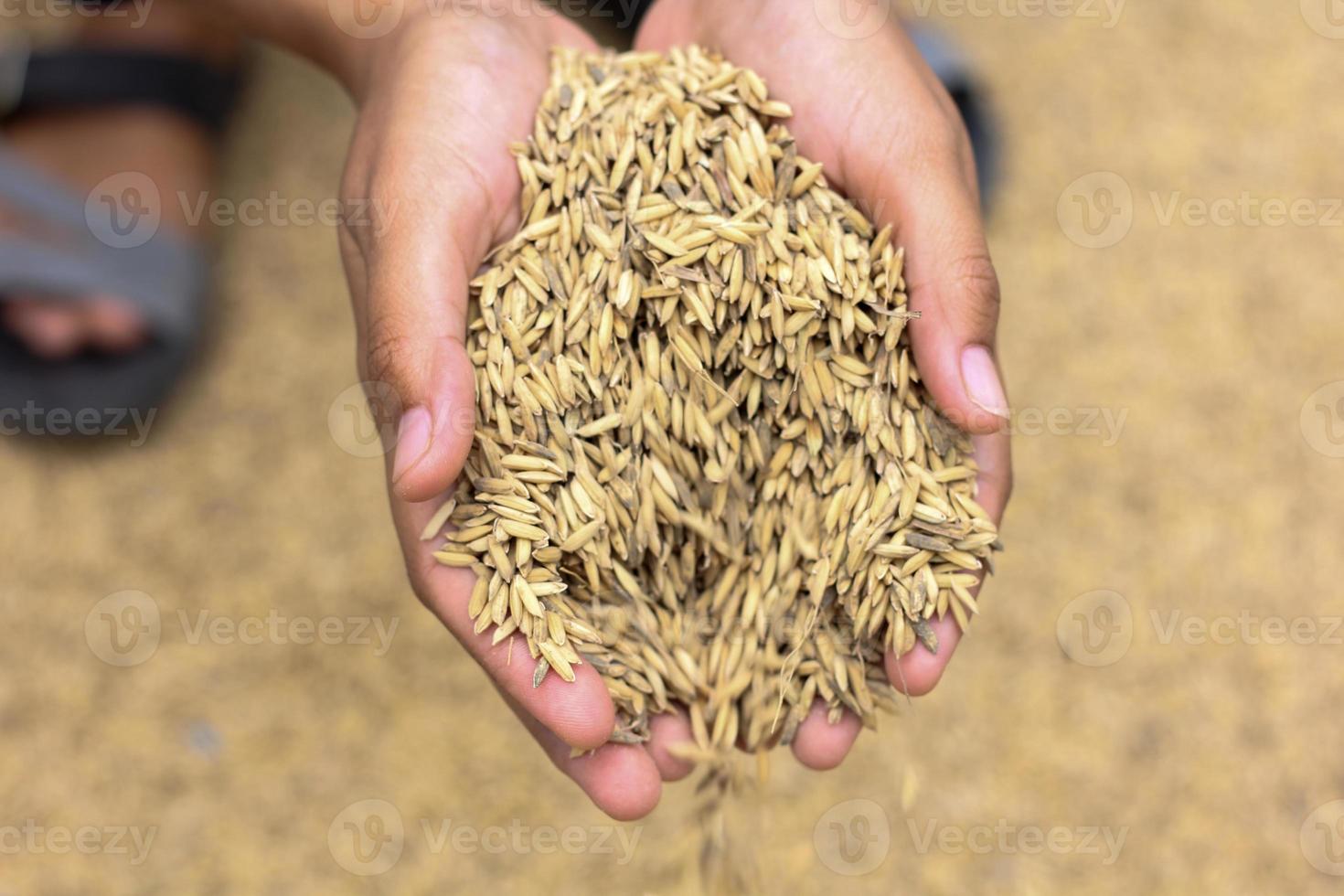 seme di risone dorato foto