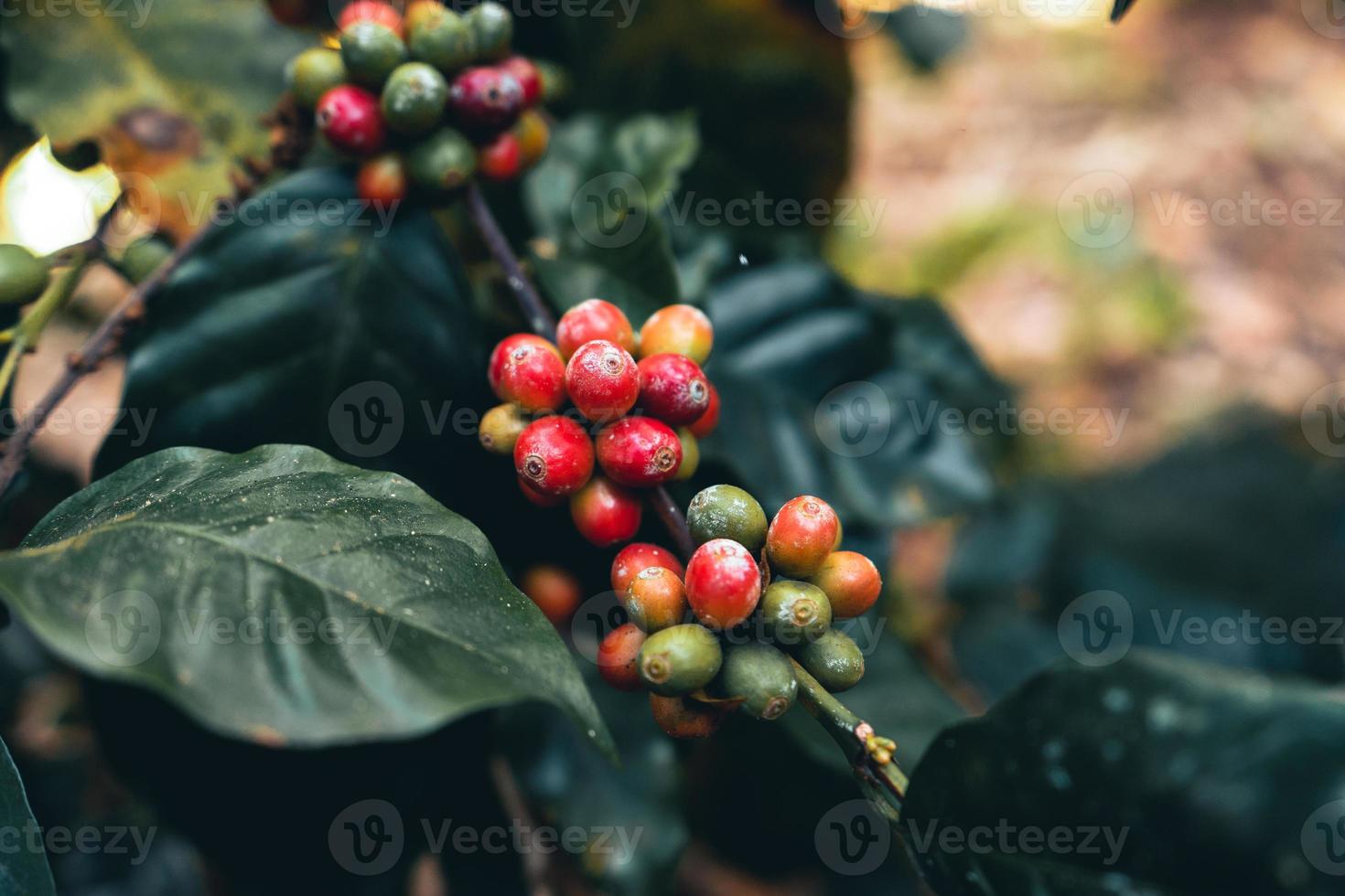 giorno della raccolta delle piantagioni di caffè e caffè arabica foto