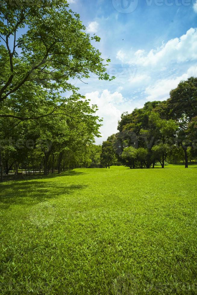 bella erba verde al parco foto