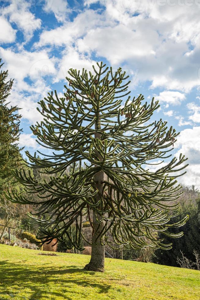 albero dei puzzle delle scimmie - araucaria araucana bella illuminata dal sole pomeridiano. foto