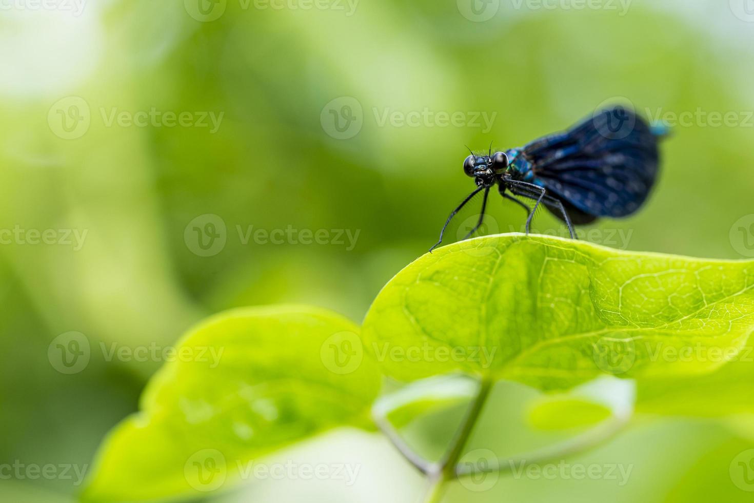 primo piano di una libellula nera seduta su una foglia alla luce del sole. foto