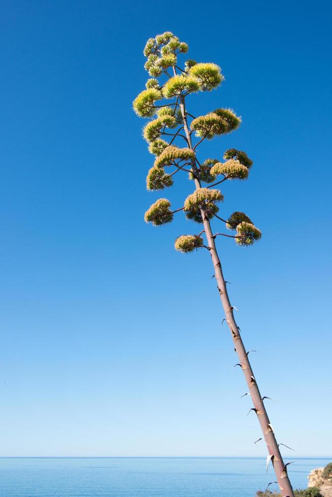 pianta del secolo o agave americana, conosciuta anche come maguey. pianta succulenta originaria del messico ma ampiamente naturalizzata in algarve, portogallo foto