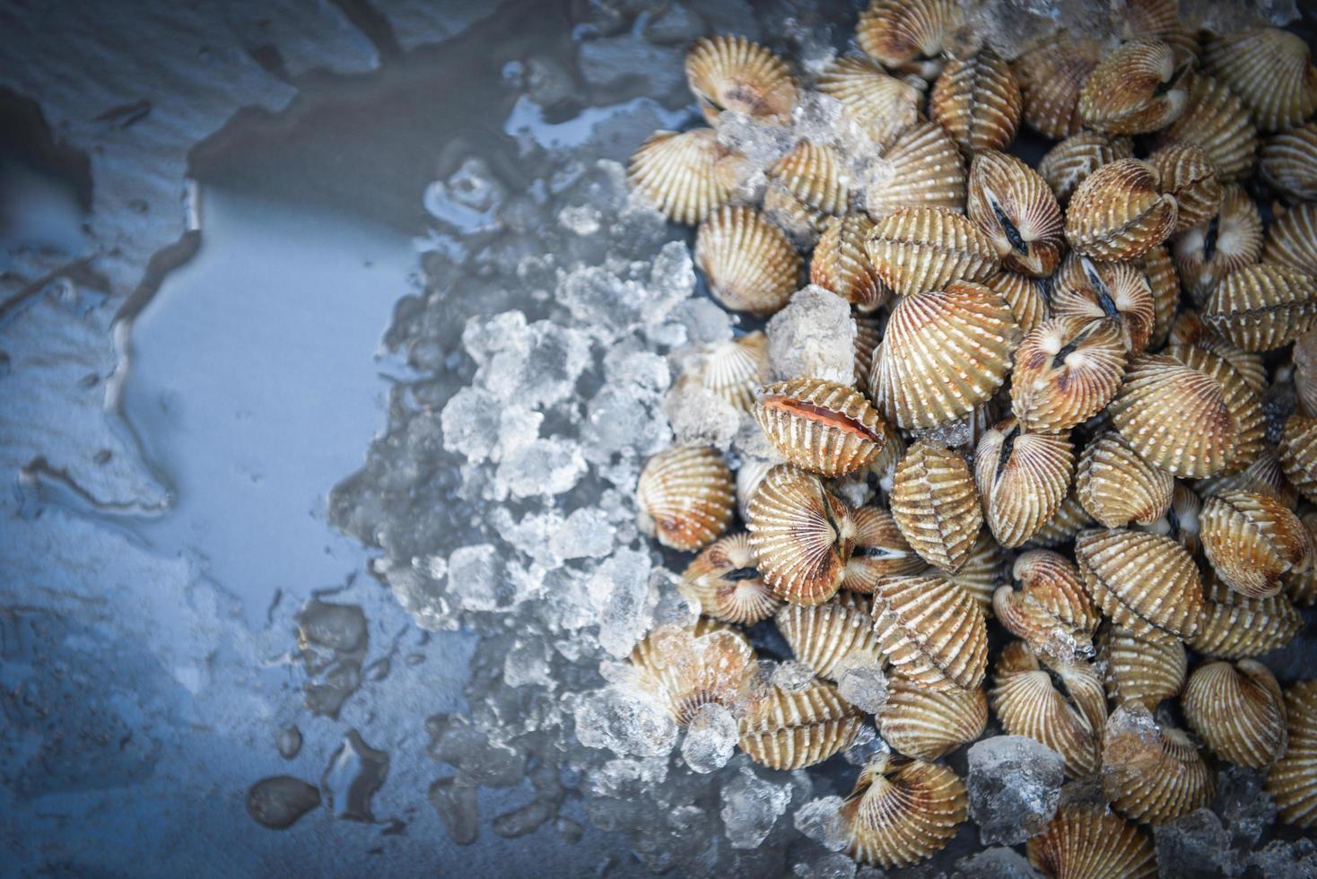 vongole su sfondo di ghiaccio, frutti di mare crudi freschi e crudi di crostacei frutti di mare gourmet dell'oceano nel ristorante foto