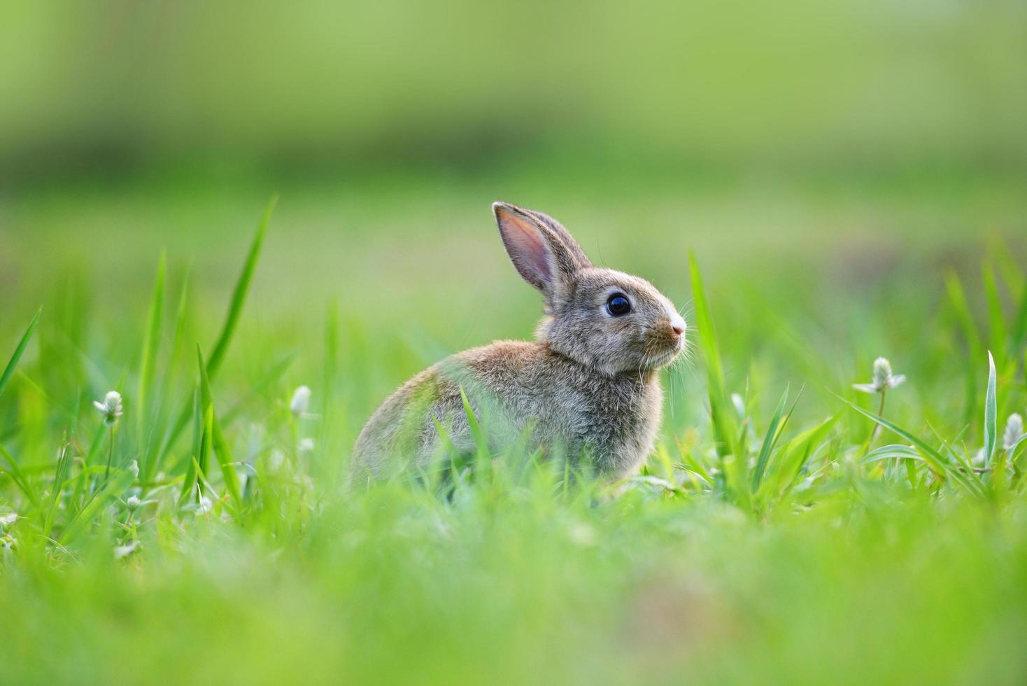 coniglietto di pasqua con coniglio marrone sul prato e sfondo di erba verde primavera all'aperto decorato per il giorno di pasqua del festival - coniglio carino sulla natura foto