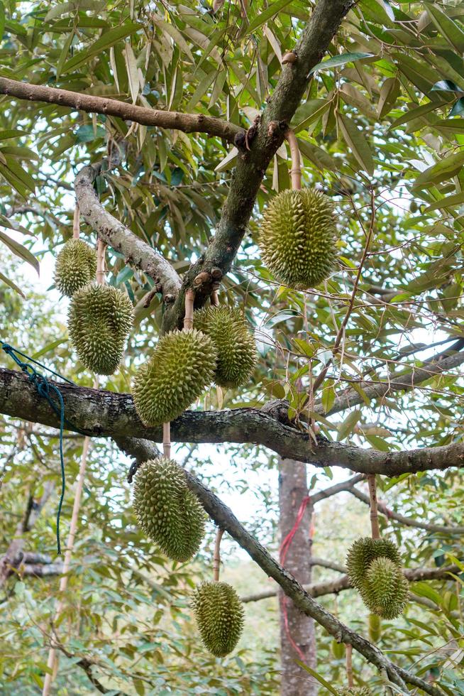 durian nel giardino del paese thailandia foto