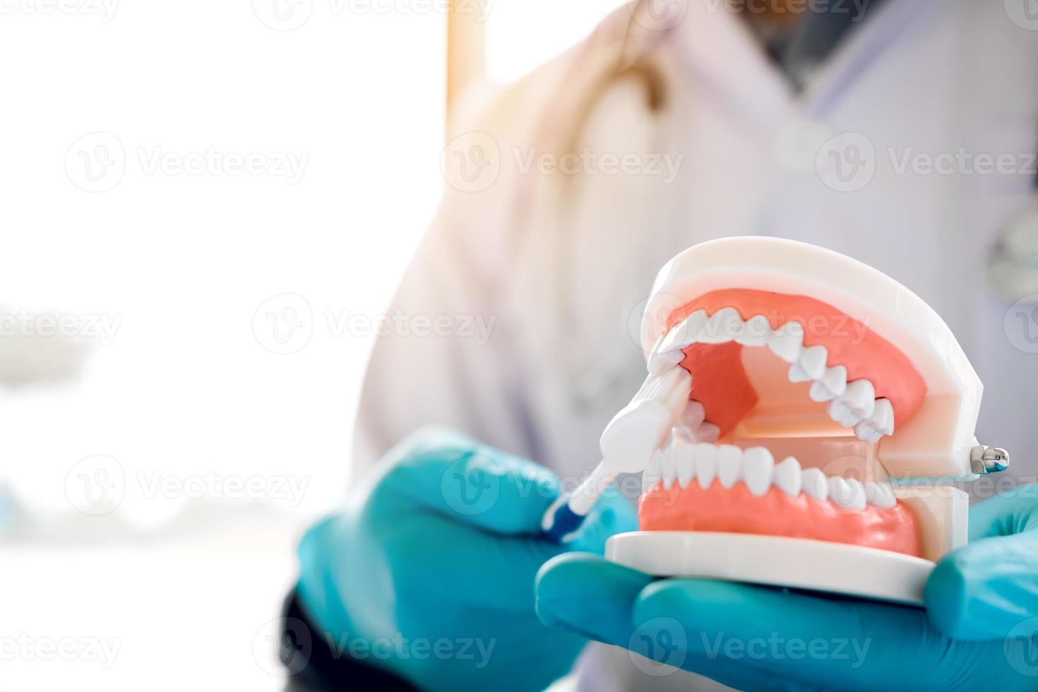 il primo piano del dentista della mano sta tenendo la mascella della dentiera che mostra come lavarsi i denti. foto