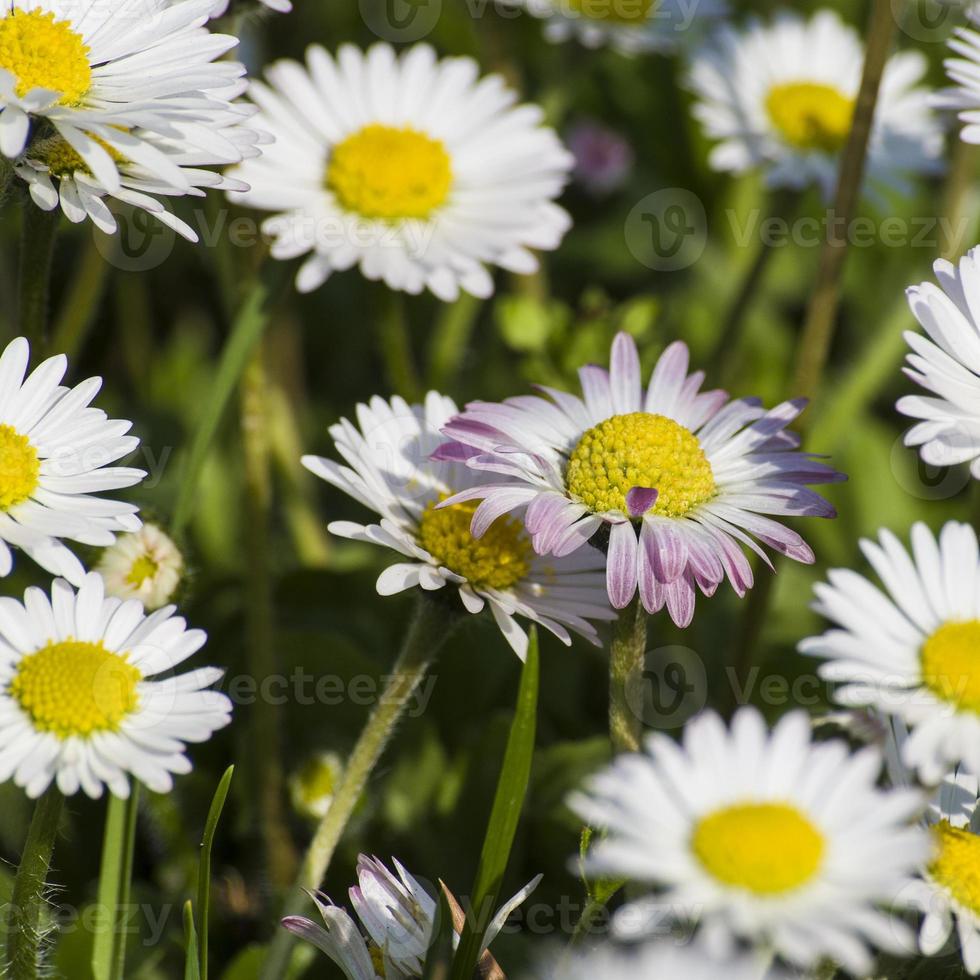 fiore della margherita nell'erba verde fresca foto