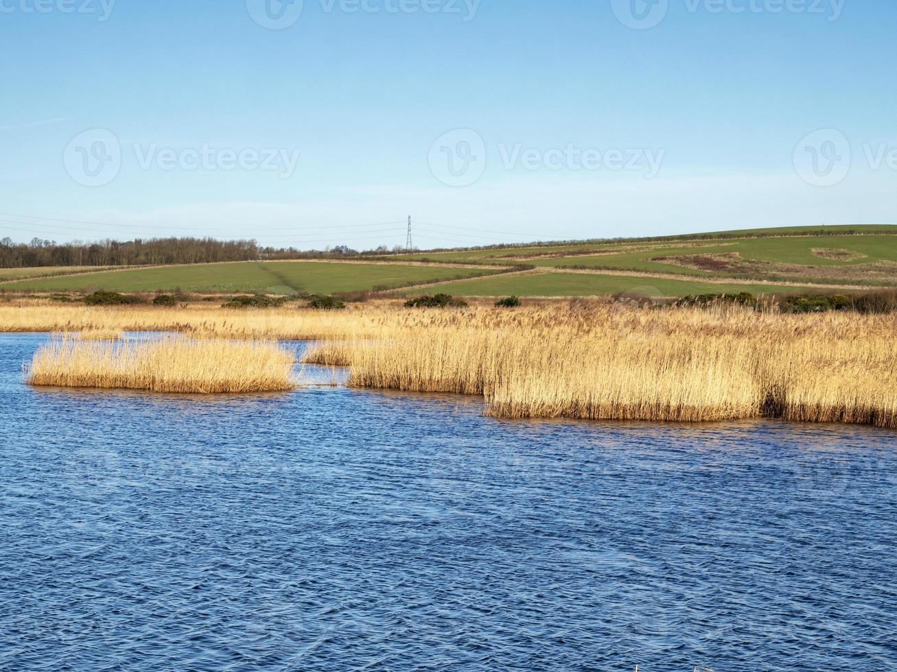 canne dorate in un lago al parco naturale di st aidan vicino a leeds, in inghilterra foto