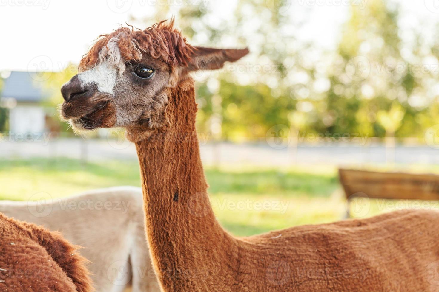 carino alpaca con faccia buffa che si rilassa nel ranch in una giornata estiva. alpaca domestici che pascolano sui pascoli nello sfondo naturale della campagna dell'azienda agricola ecologica. cura degli animali e concetto di agricoltura ecologica foto