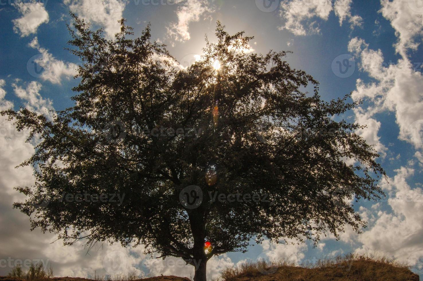 unico albero contro un cielo blu con nuvole e luce solare foto